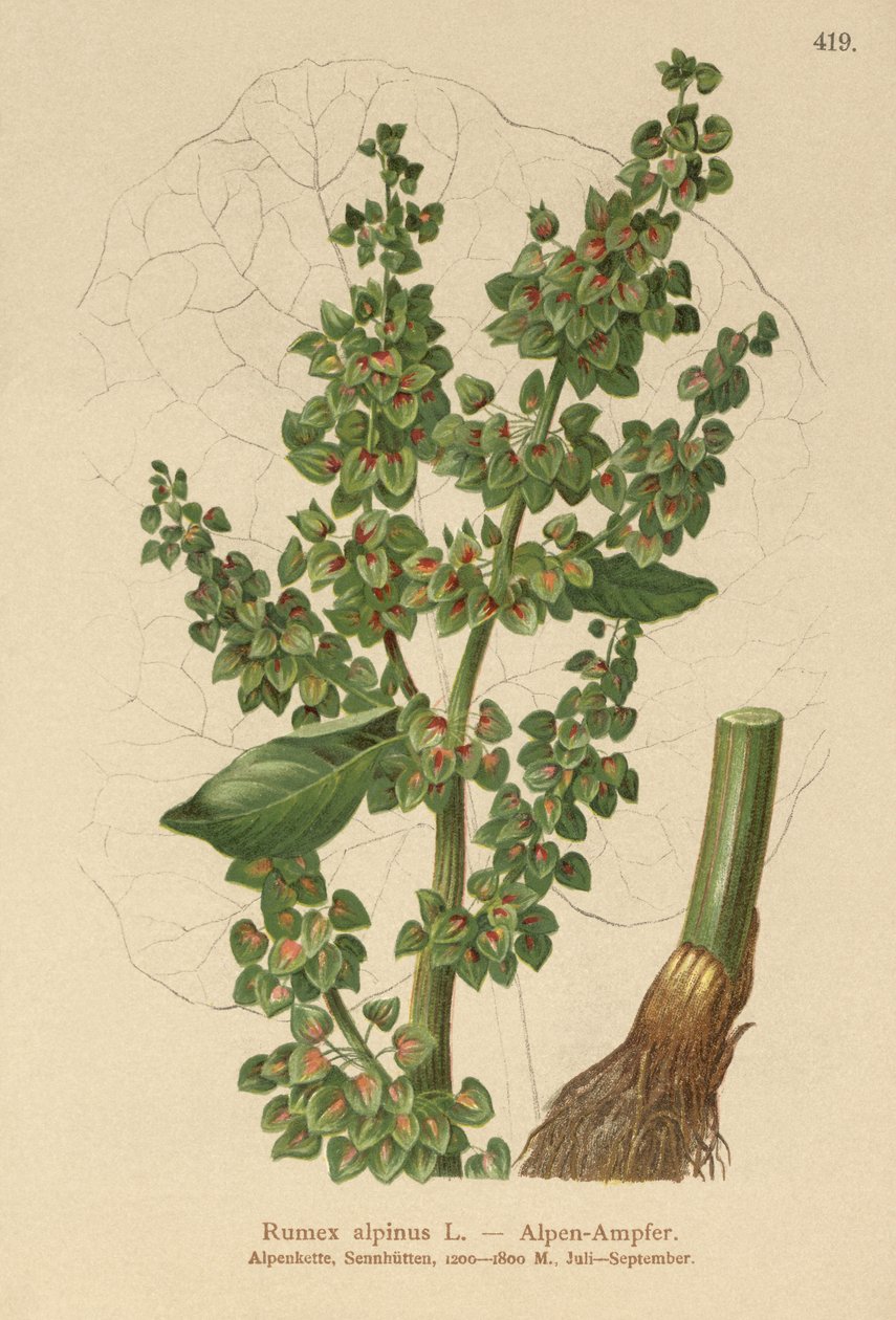 Dock alpský (Rumex alpinus) od German School