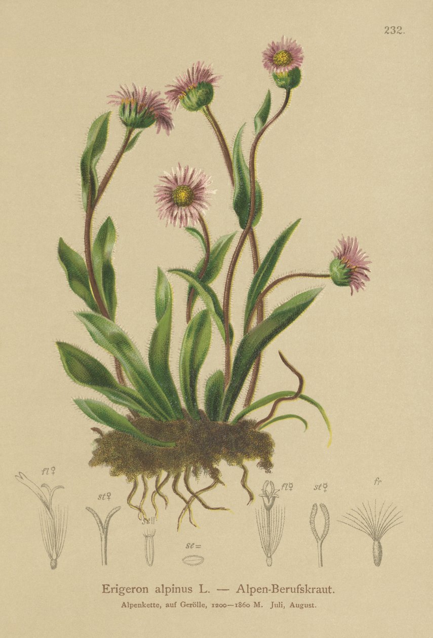 Erigeron alpský (Erigeron alpinus) od German School