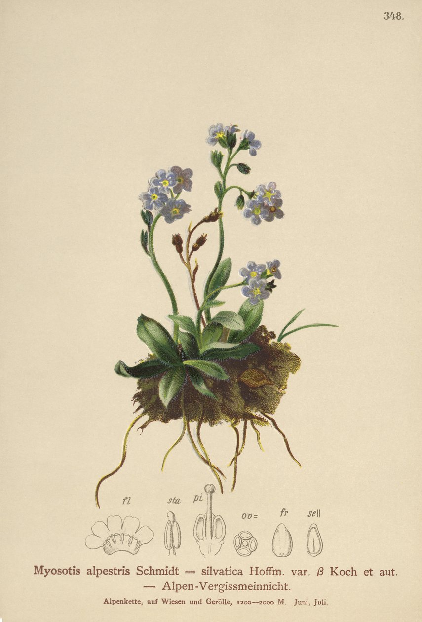 Pomněnka alpská (Myosotis alpestris, Myosotis silvatica) od German School