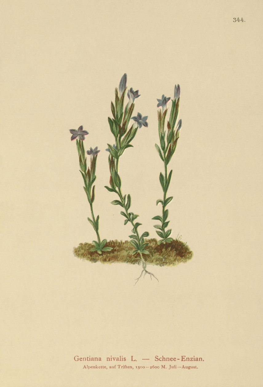 Hořec alpský (Gentiana nivalis) od German School