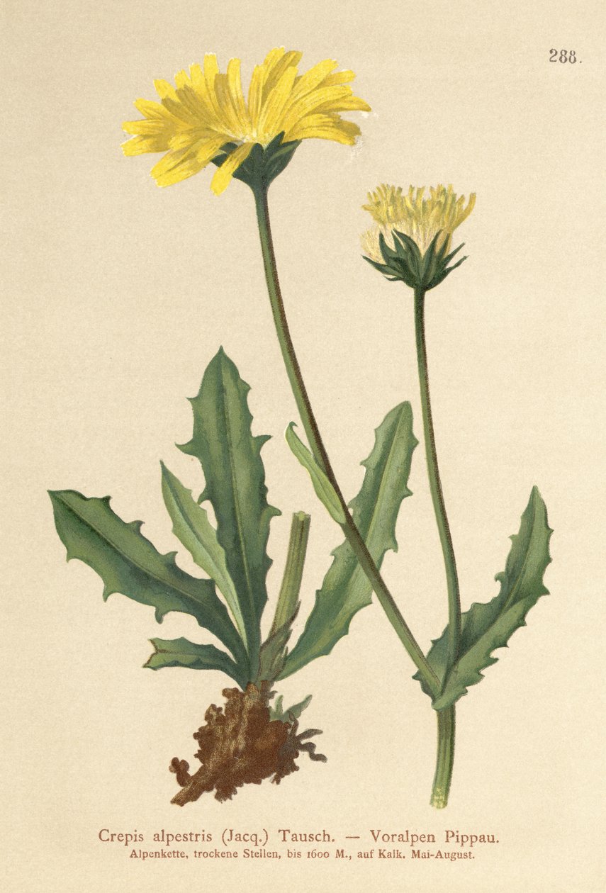 Alpine Hawks Beard (Crepis alpestris) od German School