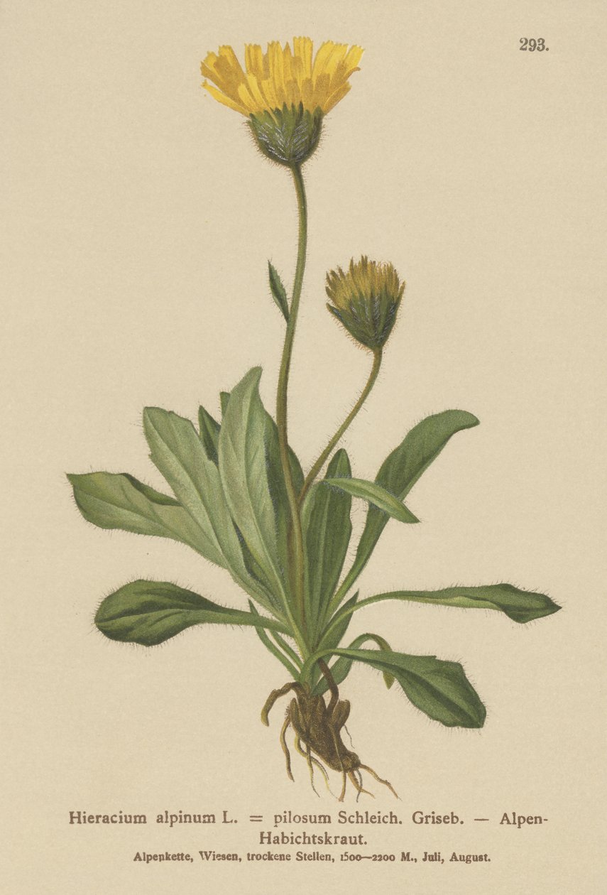 Jestřábník alpský (Hieracium alpinum, Hieracium alpenum, Hieracium pilosum) od German School