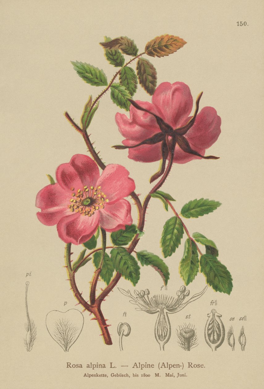Alpská růže ze živého plotu (Rosa alpina, Rosa pendulina) od German School