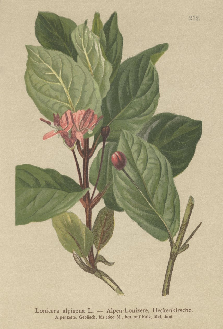 Zimolez alpský (Lonicera alpigena) od German School