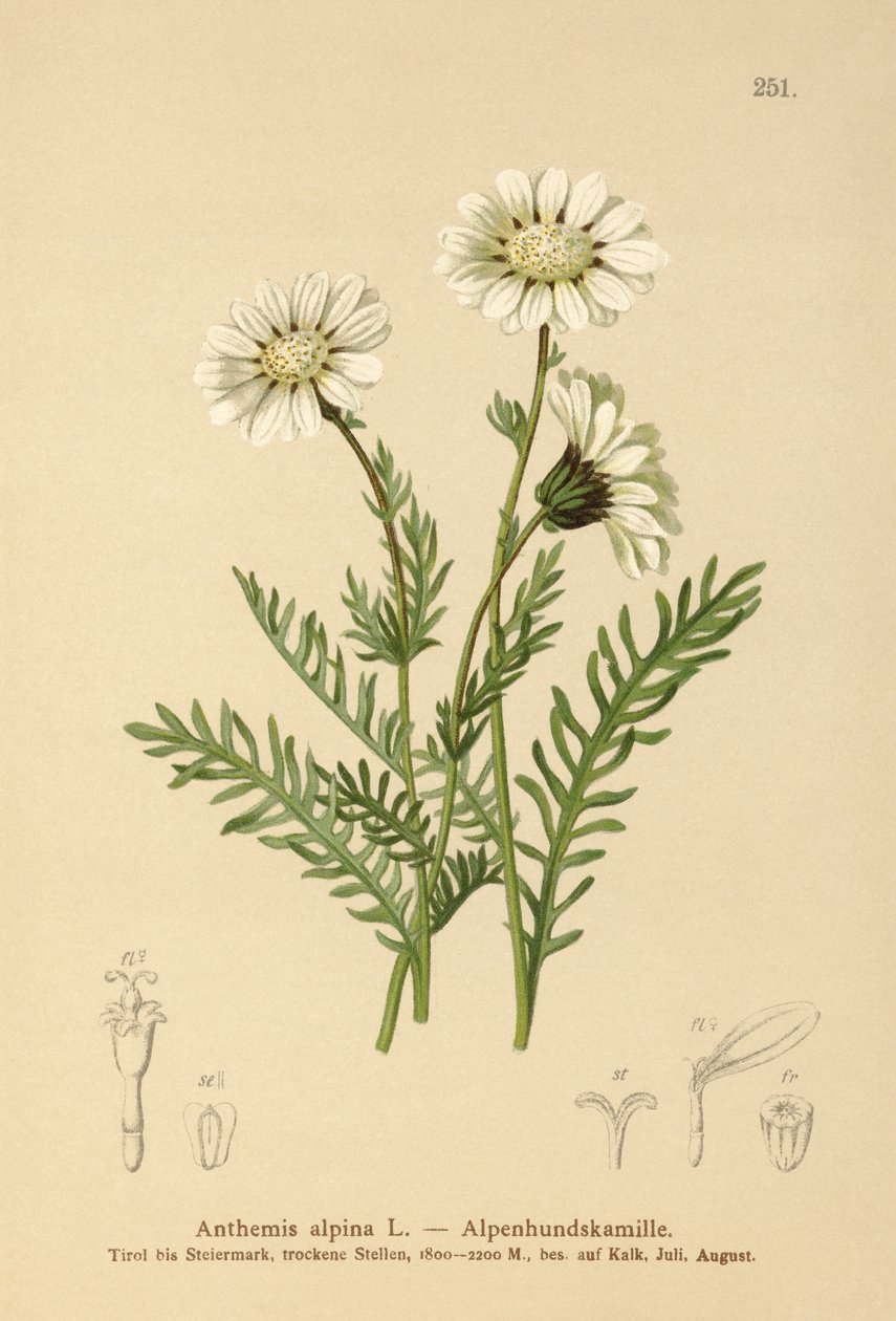 Májovka alpská (Anthemis alpina, Achillea oxyloba subsp. schuri) od German School