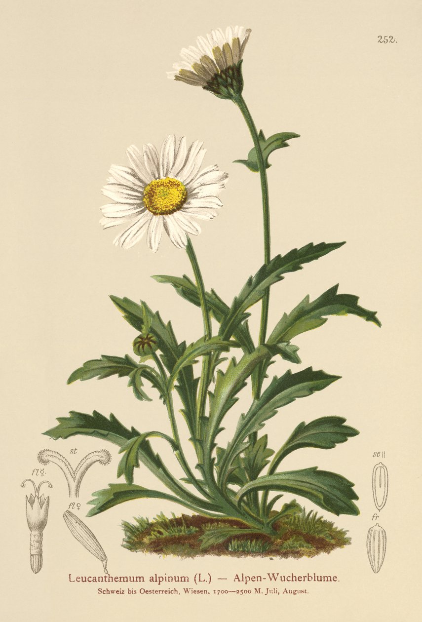 Sedmikráska alpská (Leucanthemum alpinum, Leucanthemopsis alpina, Chrysanthemum alpinum, Tanacetum alpinum) od German School