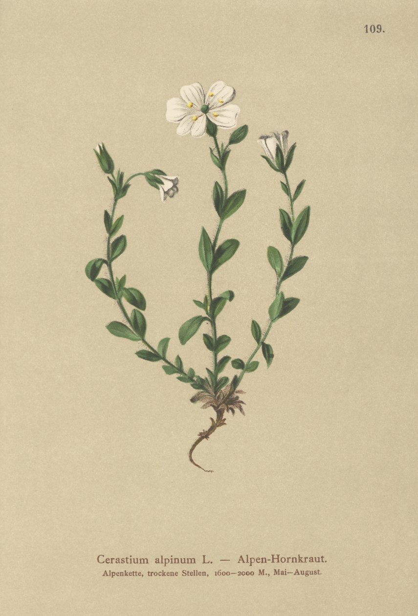 Myšák alpský (Cerastium alpinum) od German School