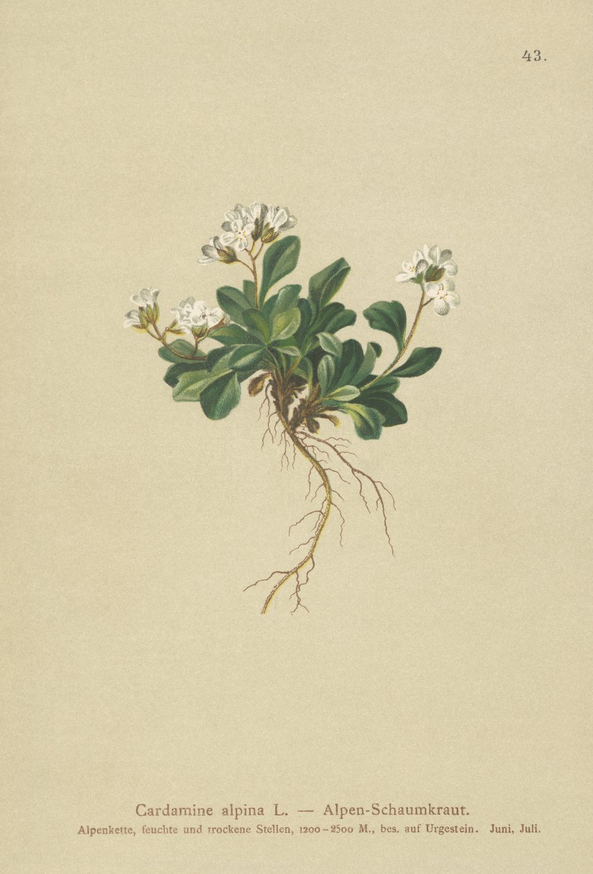 Skalník alpský (Cardamine alpina) od German School