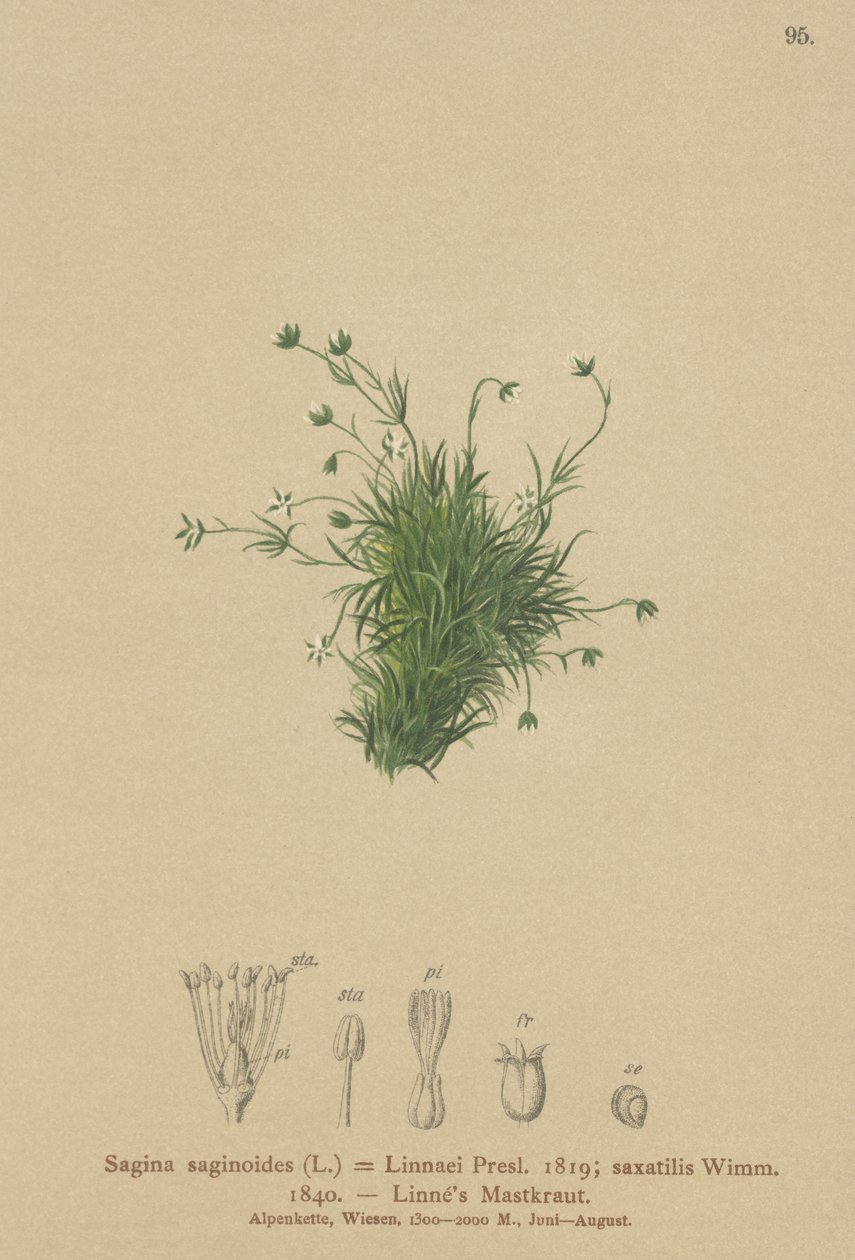 Perlorodka alpská (Sagina saginoides, Sagina Linnaei, Sagina saxatilis) od German School