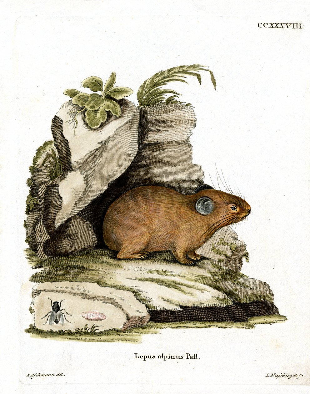 Alpine Pika (barevná rytina) od German School
