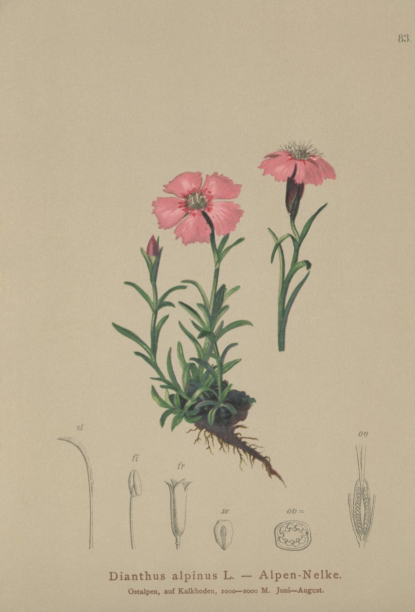 Růžová alpská (Dianthus alpinus) od German School