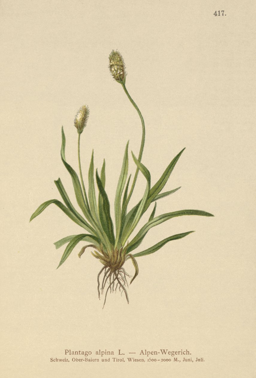 Jitrocel alpský (Plantago alpina) od German School