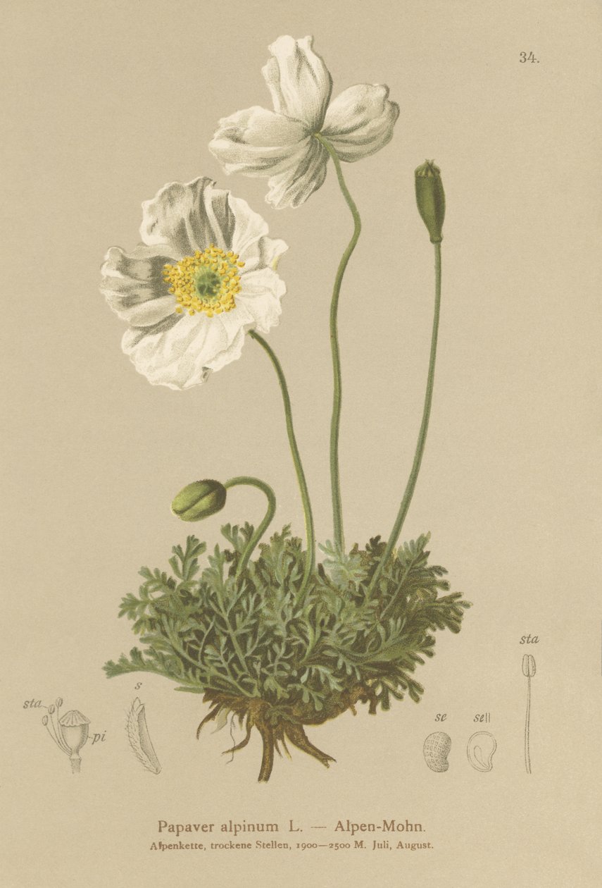 Mák alpský (Papaver alpinum, subsp. alpinum) od German School
