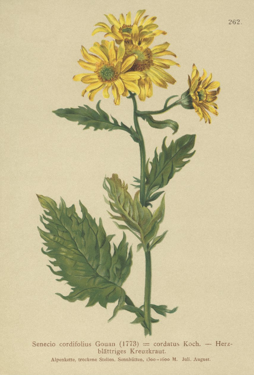 Starček alpský (Senecio cordifolius, Senecio cordifolius, Senecio alpinus, Jacobaea alpina) od German School