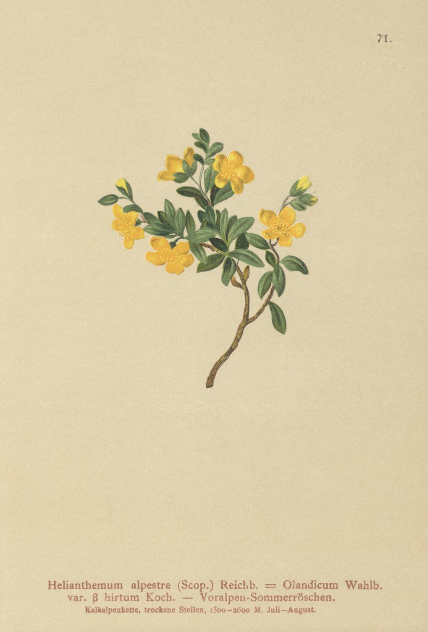 Skalník alpský (Helianthemum alpestre, Helianthemum Olandicum var. hirtum, Helianthemum montanum) od German School