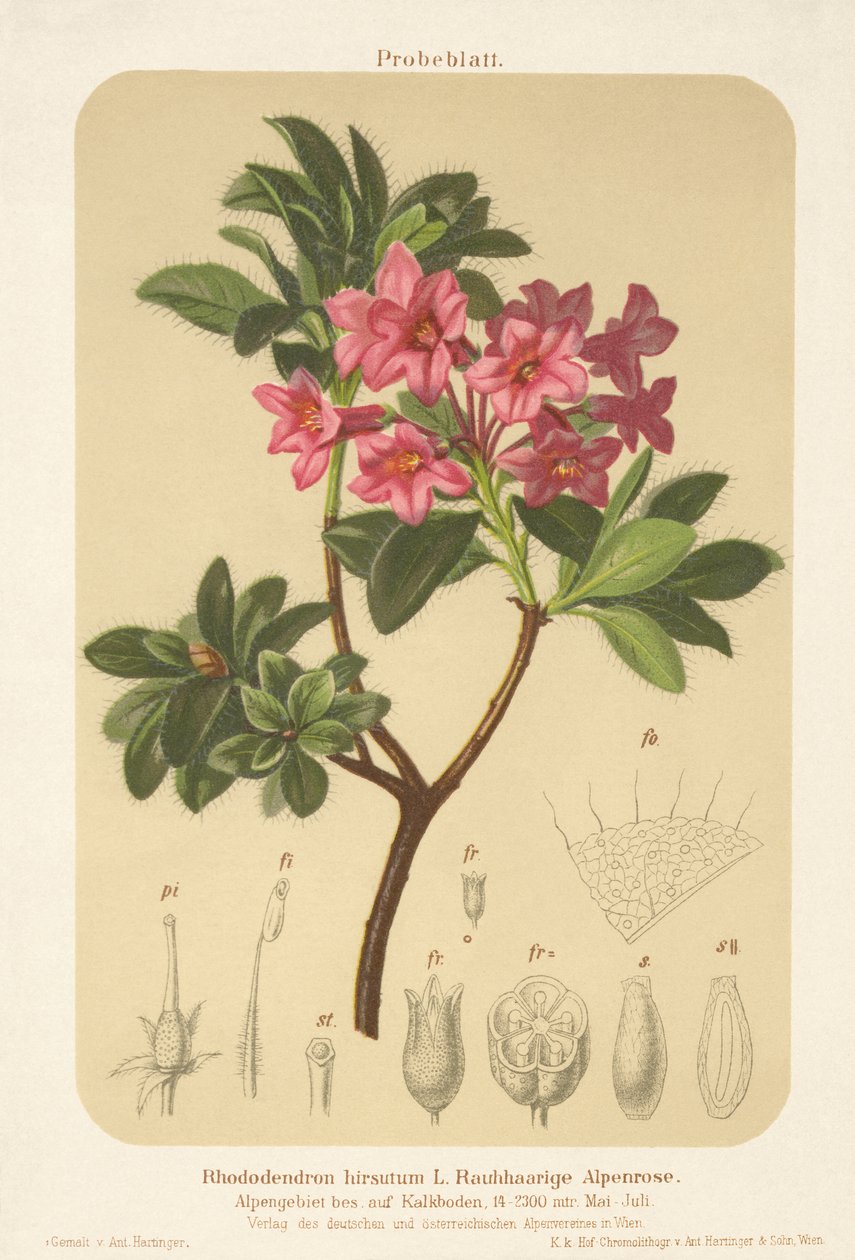 Alpská růže (Rhododendron hirsutum) od German School