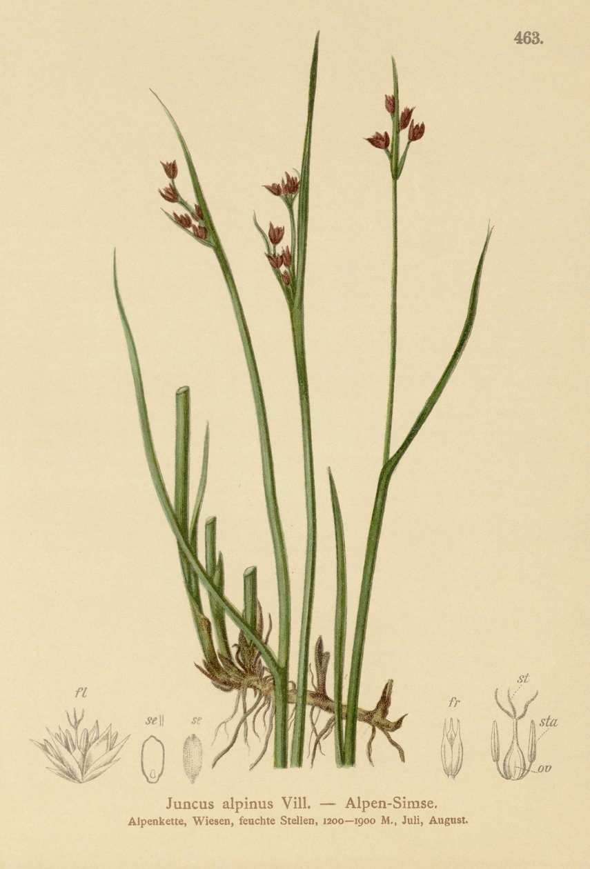 Suše alpská (Juncus alpinus, Juncus alpinoarticulatus) od German School