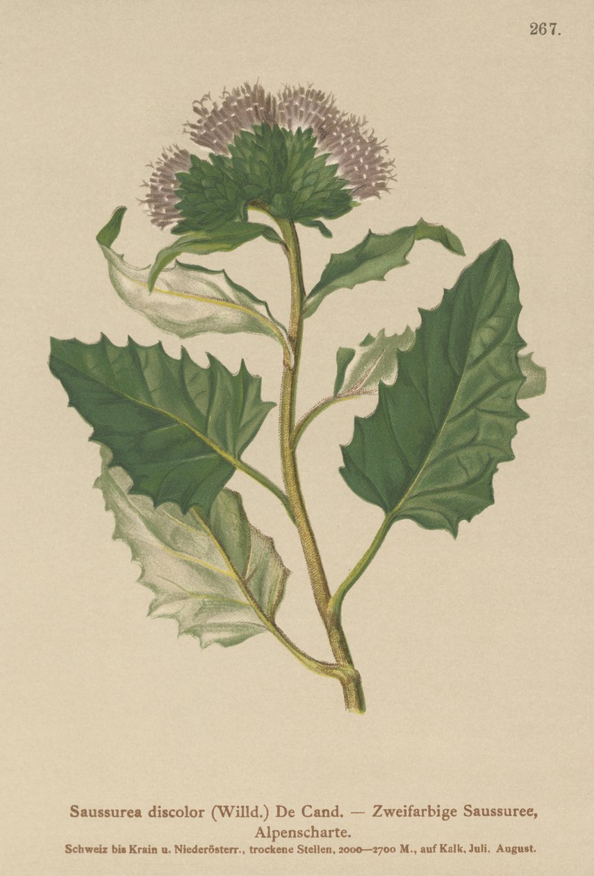 Pilovitá rostlina alpská (Saussurea discolor) od German School