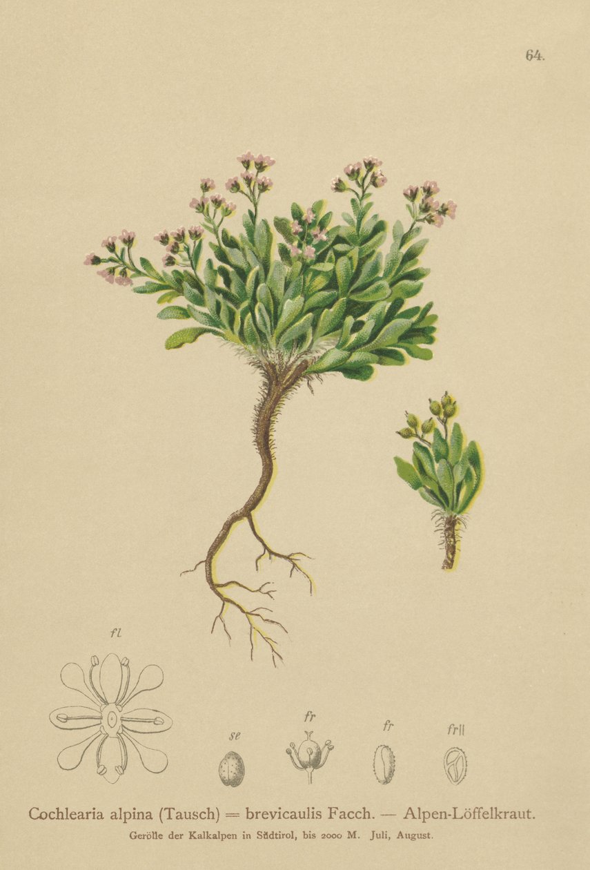 Scurvygrass alpina (Cochlearia alpina, Cochlearia brevicaulis) od German School