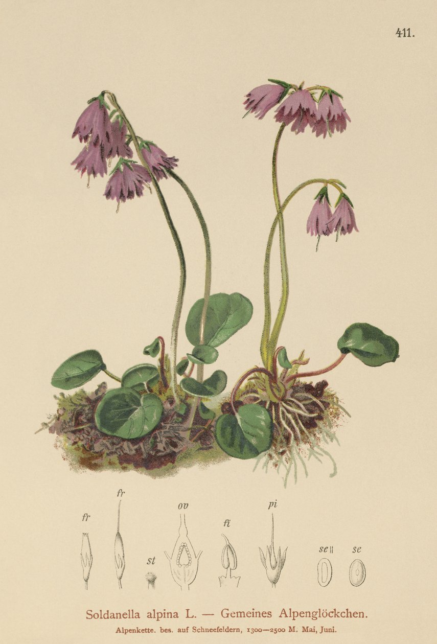 Alpský sněžný zvon (Soldanella alpina) od German School