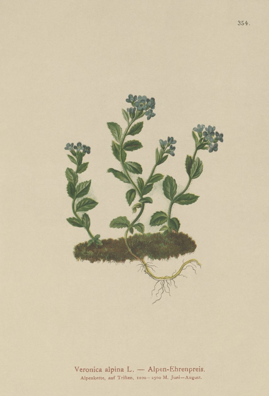 Rozrazil alpský (Veronica alpina) od German School