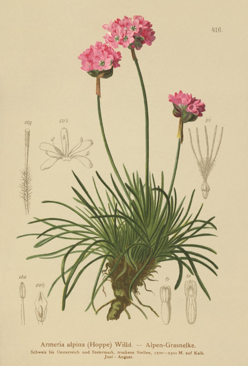 Alpská spořivka (Armeria alpina) od German School