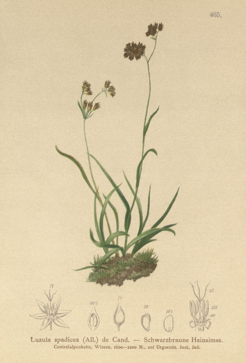 Sněženka alpská (Luzula alpinopilosa, Luzula spadicea) od German School