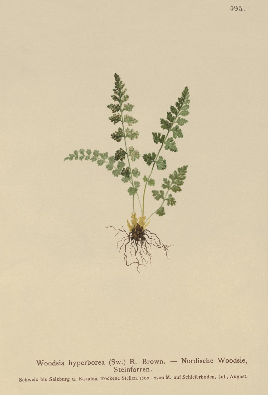 Woodsia alpine (Woodsia alpina, Woodsia hyperborea, Woodsia intermedia, Woodsia pubescens, Acrostichum alpinum, Acrostichum hyperboreum, Ceterach alpina, Polypodium arvonicum) od German School