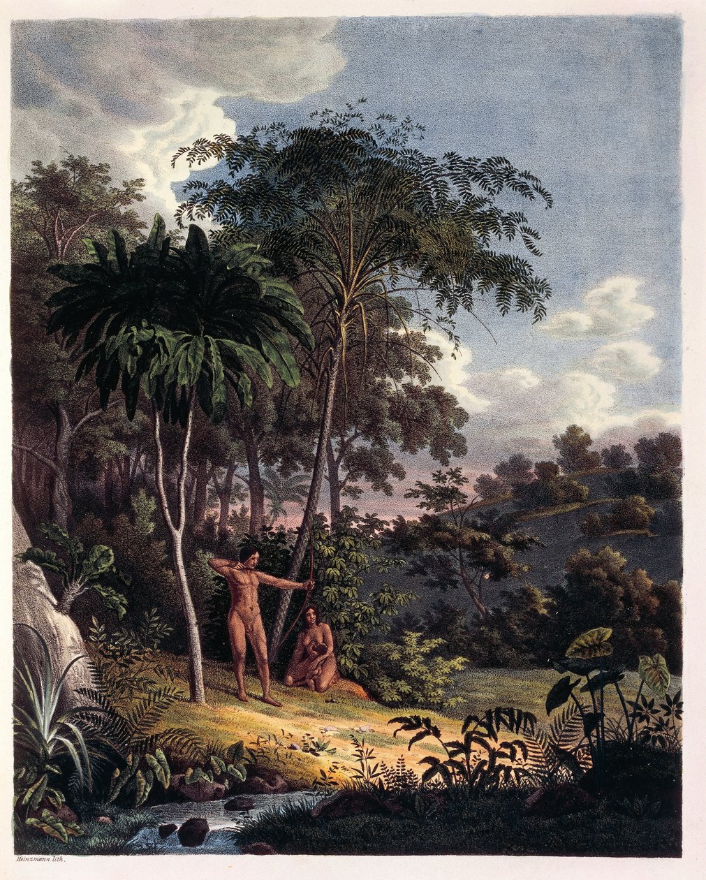 Alsophila, vodní kapradiny v Amazonii, stůl XXVIII z 