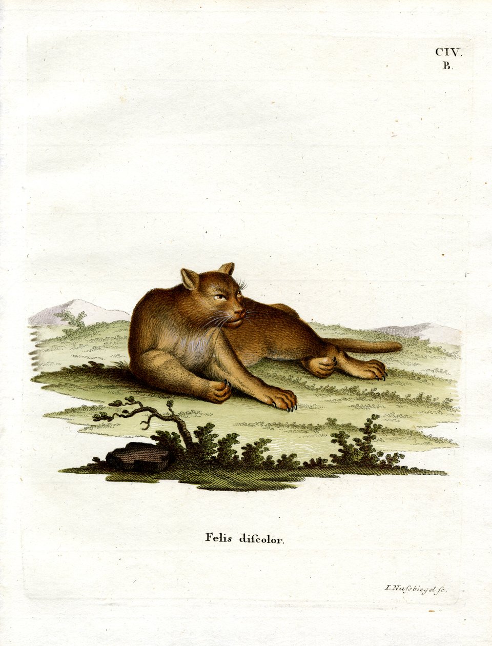 Amazon Cougar (barevná rytina) od German School