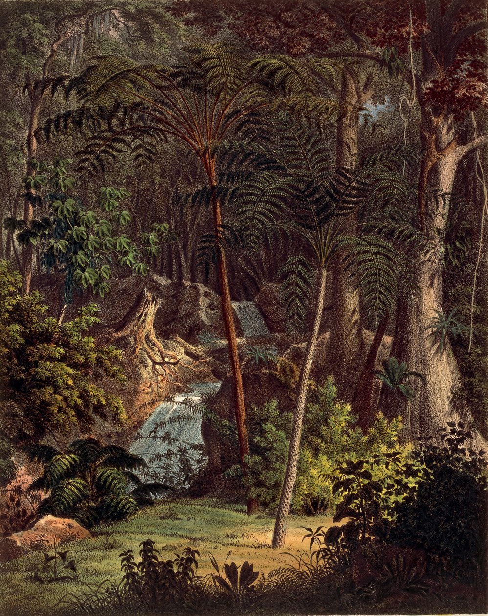 Amazonský deštný prales, stůl XXVII z „Plantarum Cryptogamicarum Brasiliensium“ od Johanna Baptista Von Spixe a Carla Friedricha Von Martiuse od German School