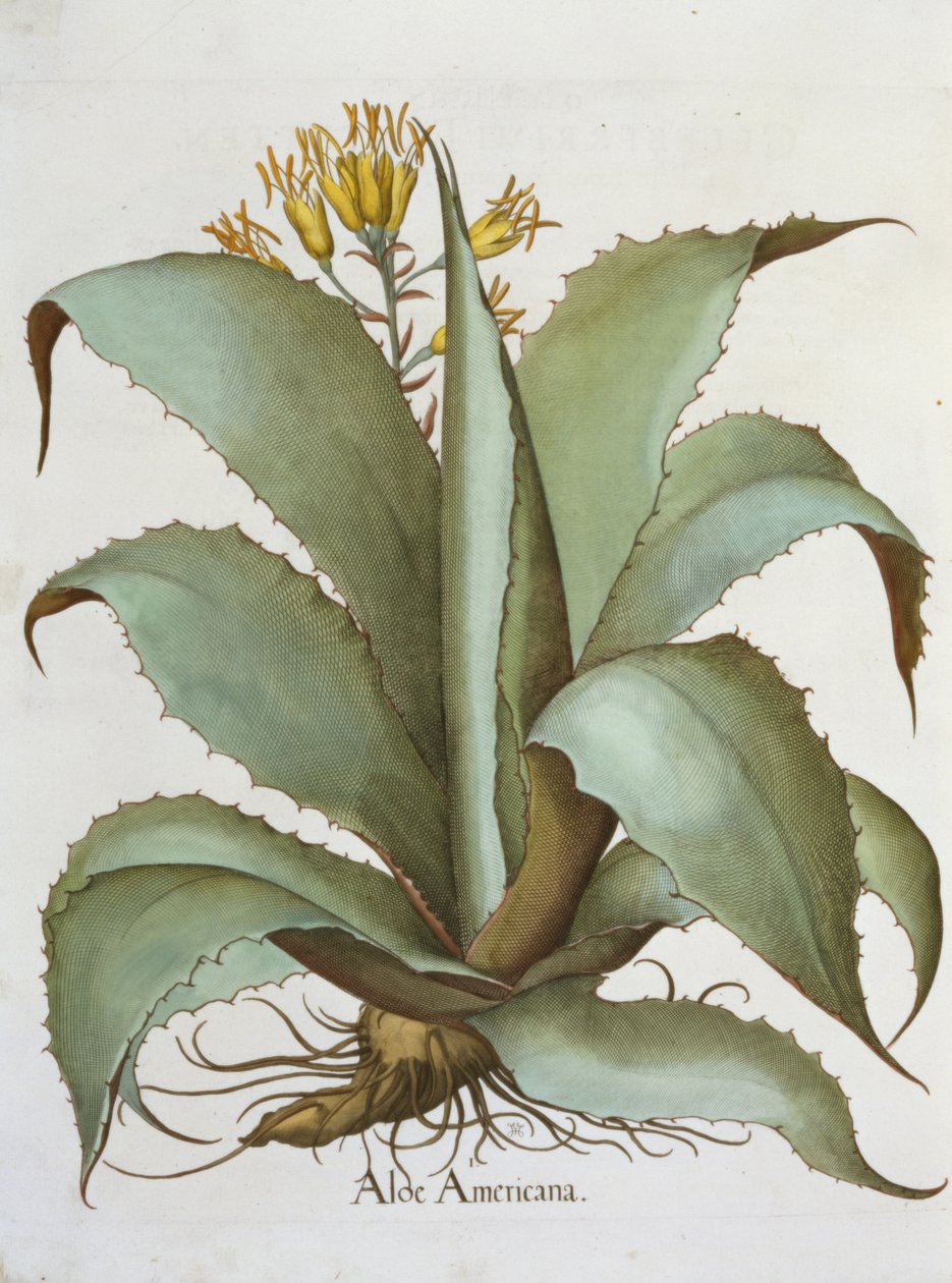 American Aloe: Aloe Americana, z Hortus Eystettensis od Basila Beslera (1561-1629), hospoda. 1613 od German School