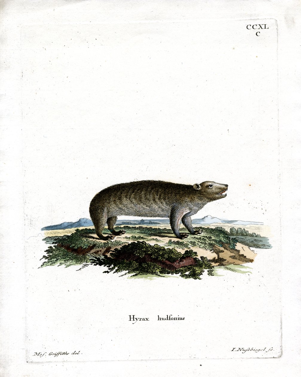 American Hyrax (barevné rytí) od German School