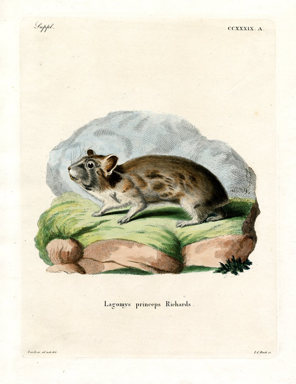 American Pika (barevné rytí) od German School