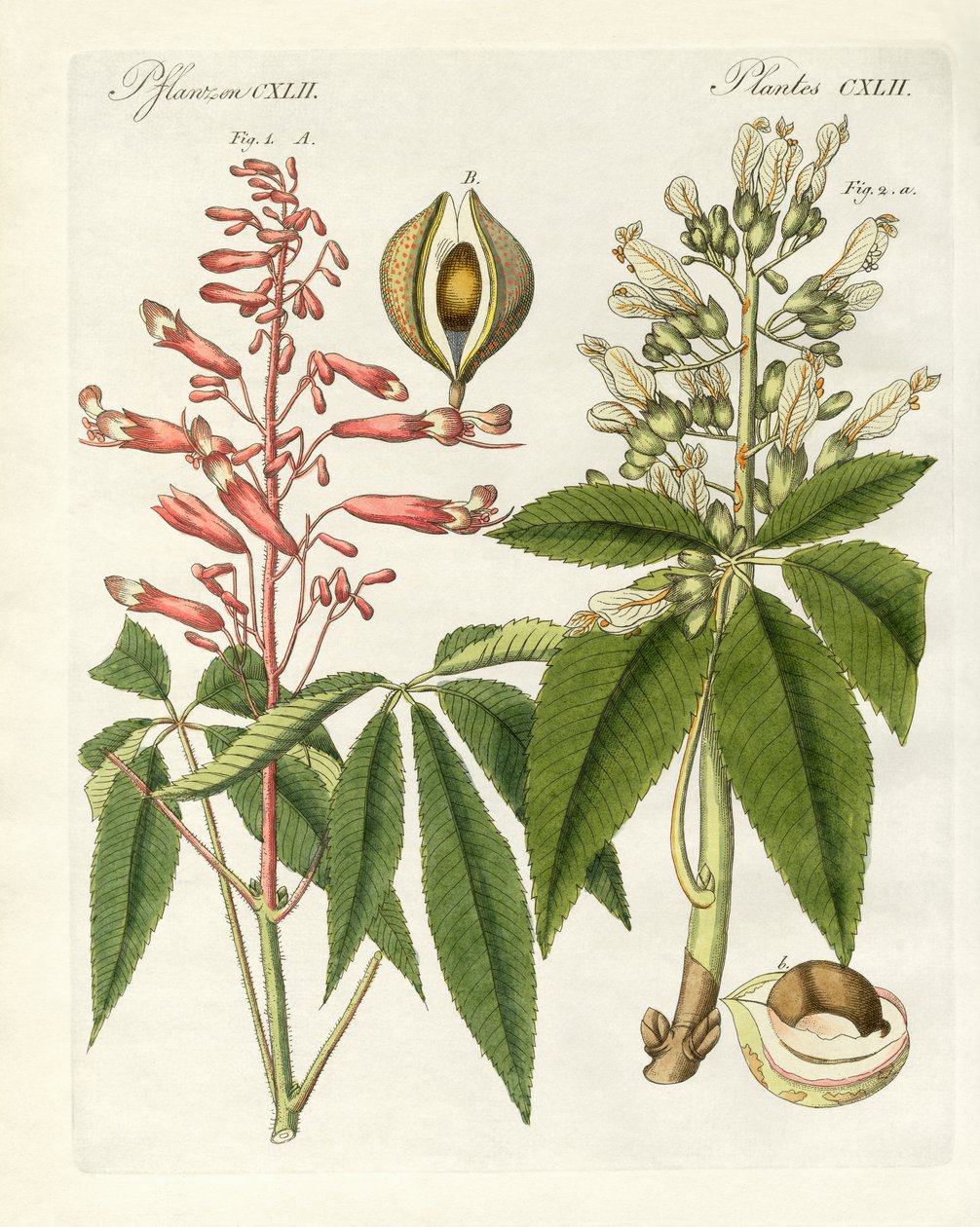 Americké druhy buckeyes (barevné rytí) od German School