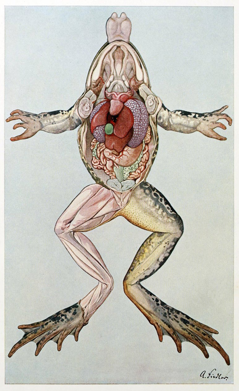 Anatomický řez samicí žáby, z Brehms Tierleben, hospoda. 60. léta 19. století (barevné lito) od German School
