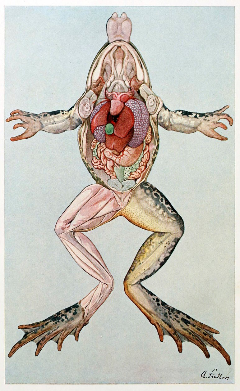 Anatomický řez samicí žáby, z Brehms Tierleben, hospoda. 60. léta 19. století. od German School