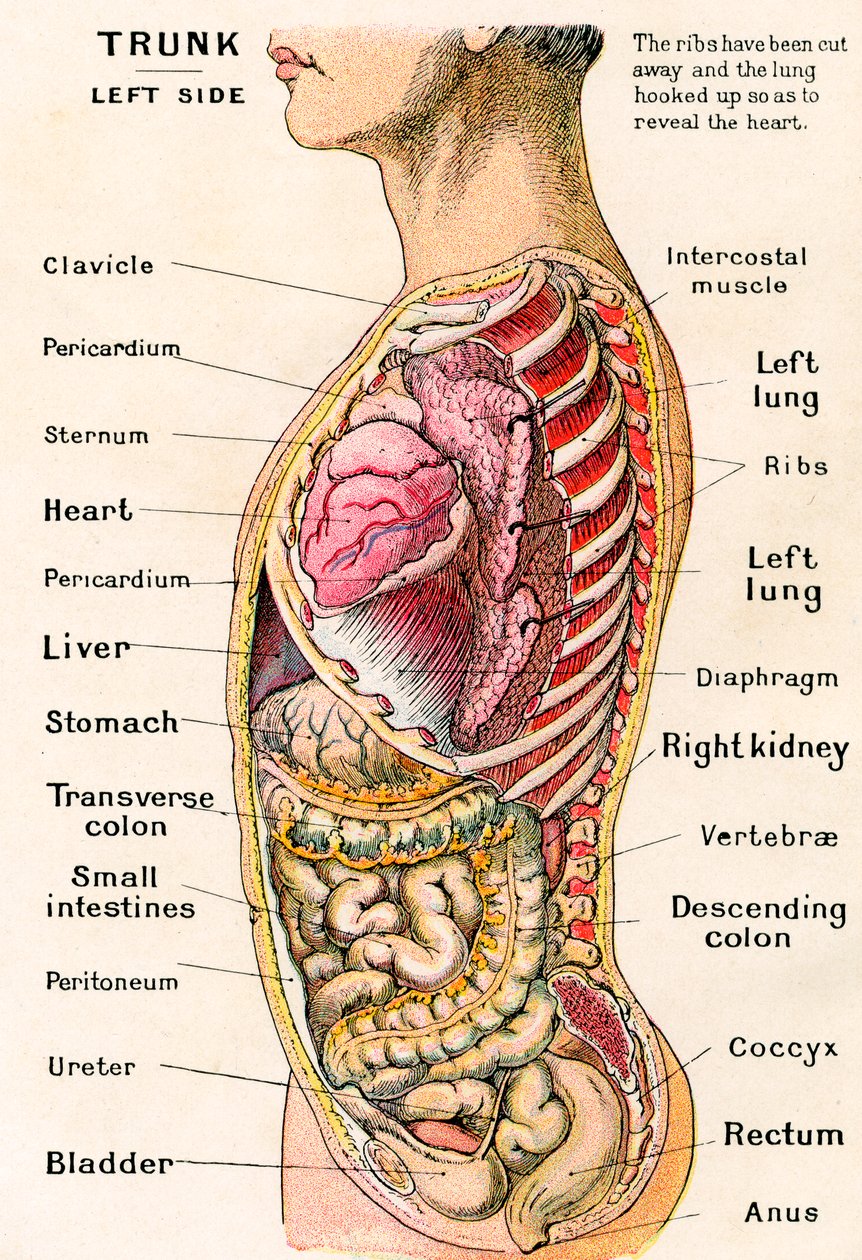 Anatomický pohled na lidský trup od German School