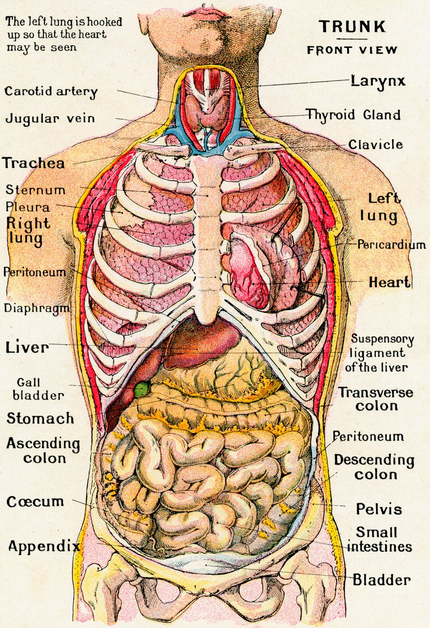 Anatomický pohled na lidský trup od German School