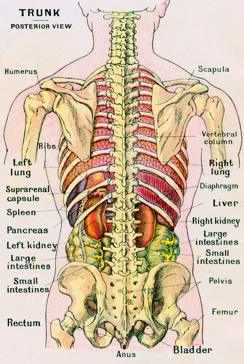Anatomický pohled na lidský trup od German School