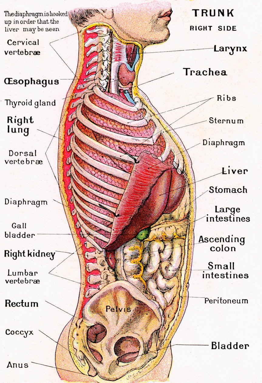 Anatomický pohled na lidský trup od German School