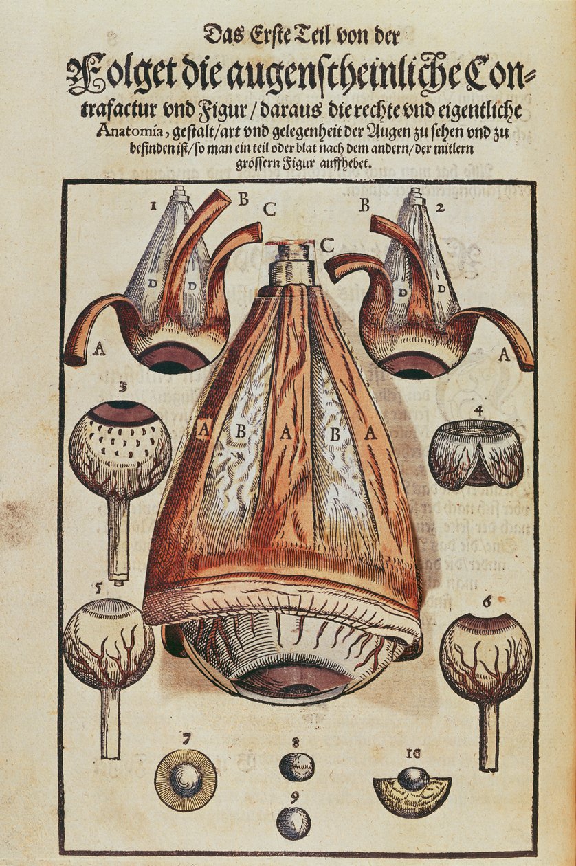 Anatomie oka, z Ophthalmodouleia od Georga Bartische (1535-1636) vydaného v Drážďanech v roce 1583 (barevný dřevořez) (viz také 236712) od German School