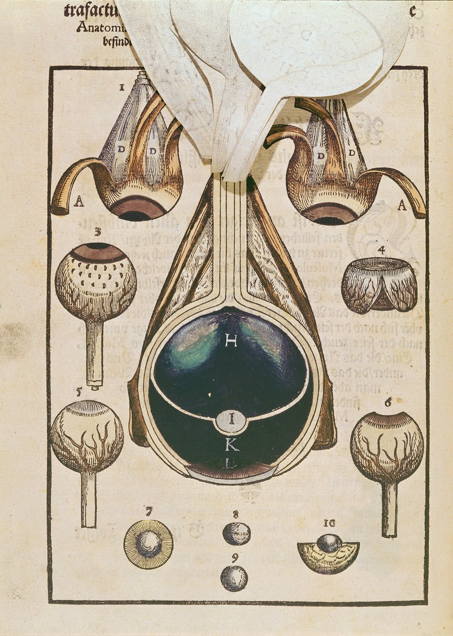Anatomie oka, z Ophthalmodouleia od Georga Bartische (1535-1636) vydaného v Drážďanech v roce 1583 (barevný dřevořez) (viz také 236711) od German School