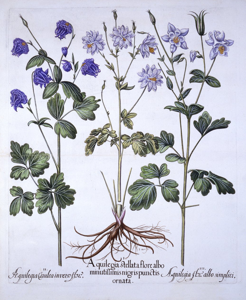 Aquilegia, od Hortus Eystettensis, Basil Besler (1561-1629), hospoda. 1613 (ručně kolorovaná rytina) od German School