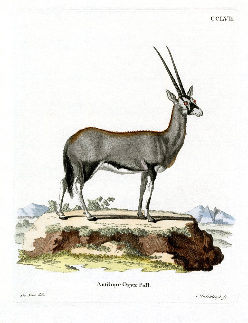 Oryx arabský (barevná rytina) od German School