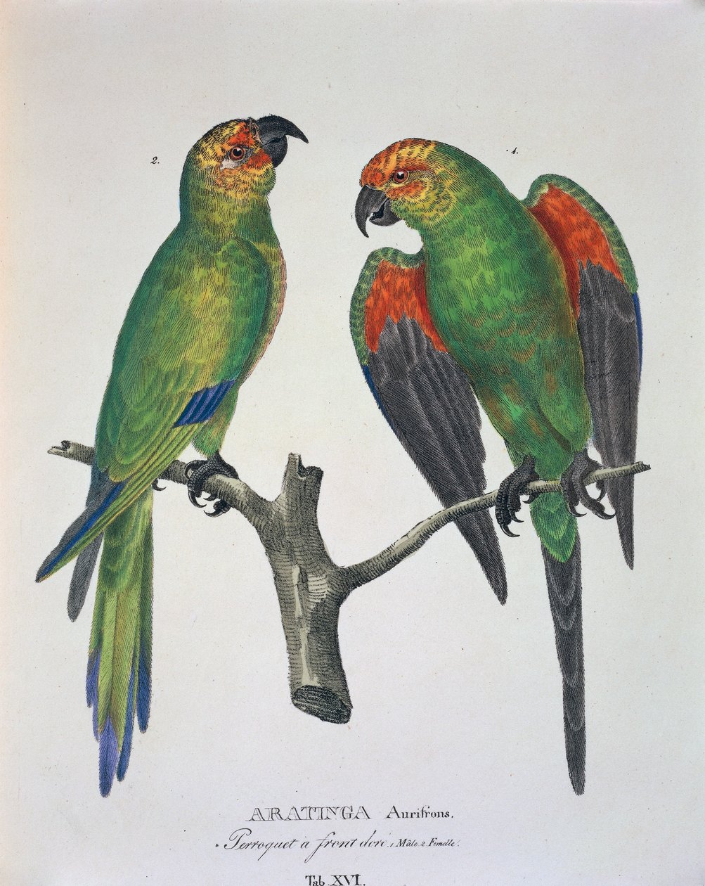 Aratinga Aurifrons (samci a samice), Tabulka XVI z „Avium Species New in Brazil“ od Johanna Baptista von Spix a Carla Friedricha von Martius od German School