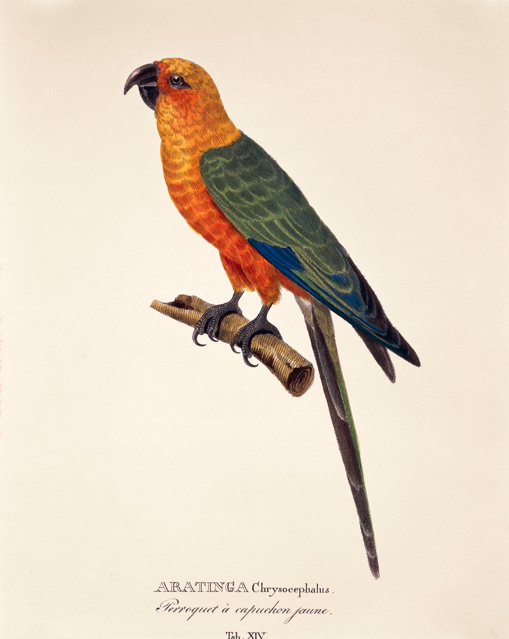 Aratinga Chrysocephalus, tabulka XIV z „Avium Species Nova Per Brasiliam“ od Johanna Baptista Von Spix a Carla Friedricha Von Martius od German School