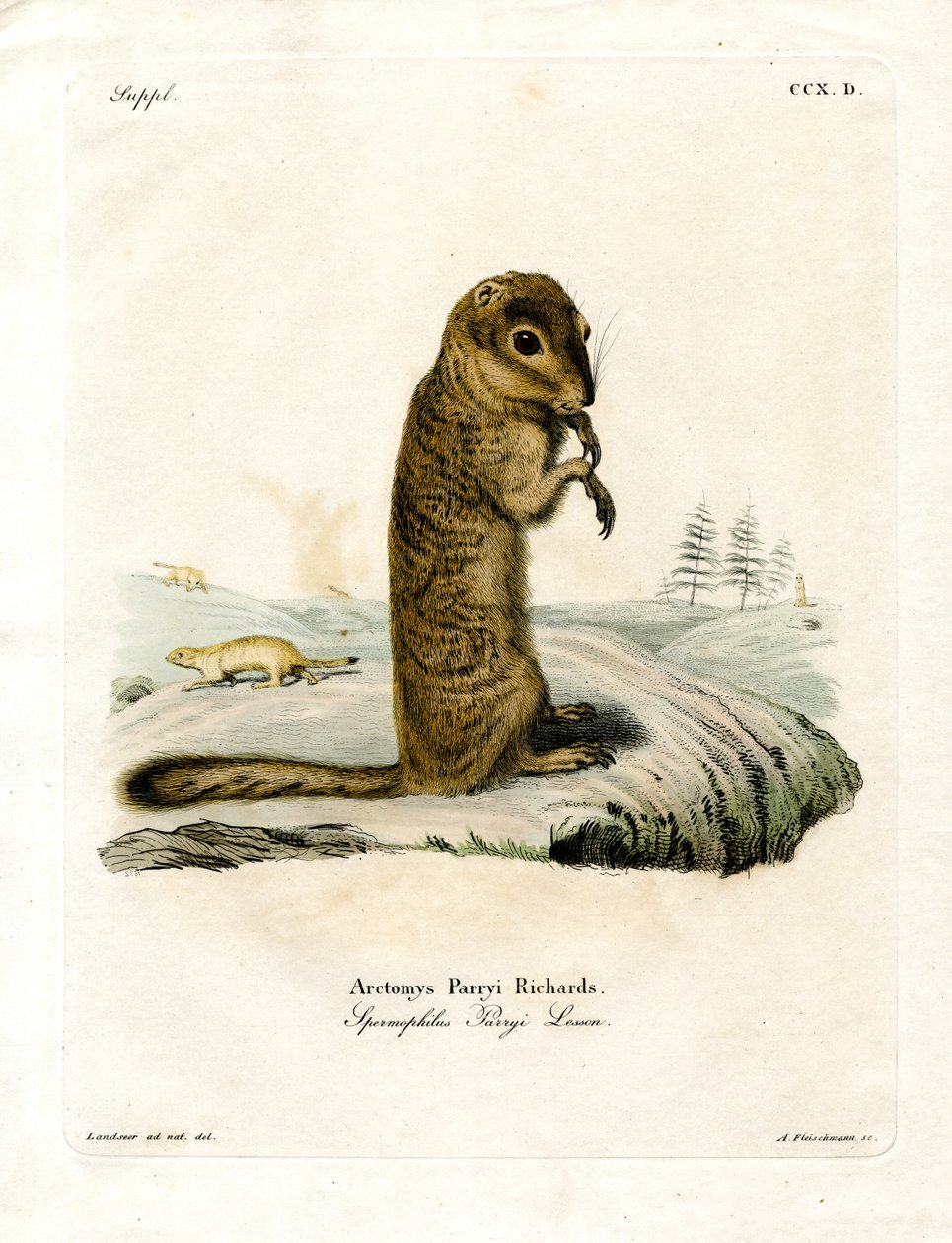 Arctic Ground Squirrel (barevné rytí) od German School