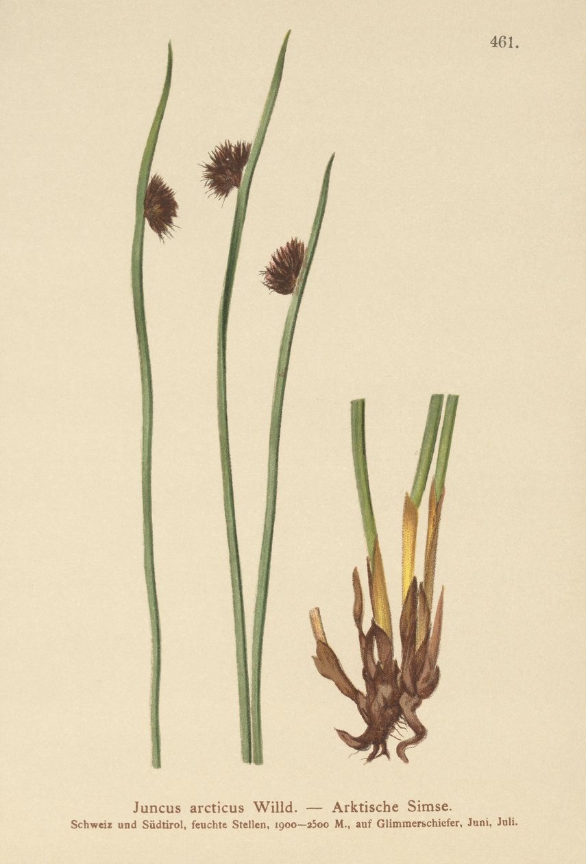 Arctic Rush (Juncus arcticus) od German School