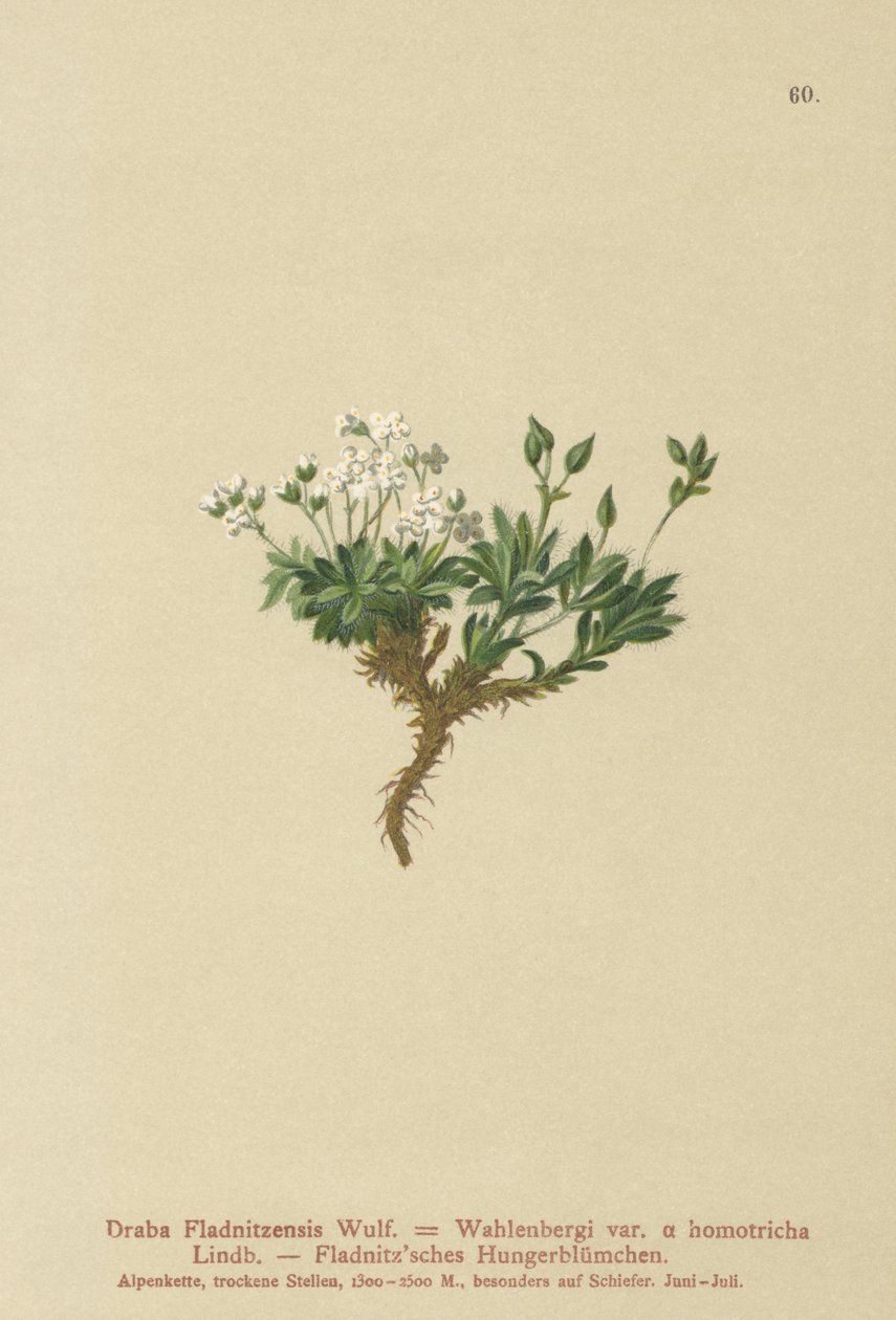 Draba arktická (Draba Fladnitzensis, Draba altaica, Draba Wahlenbergi) od German School